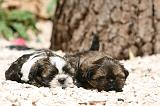 SHIH TZU 349